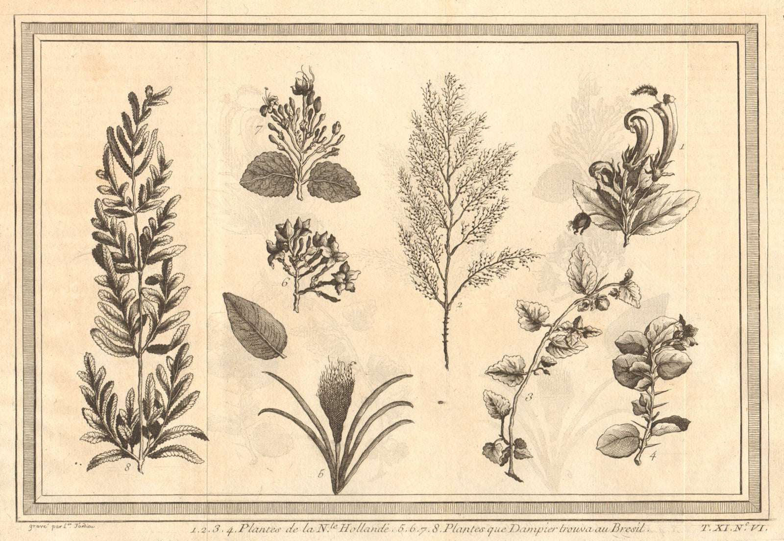 Plants of New Holland (Australia) and found by William Dampier in Brazil 1753